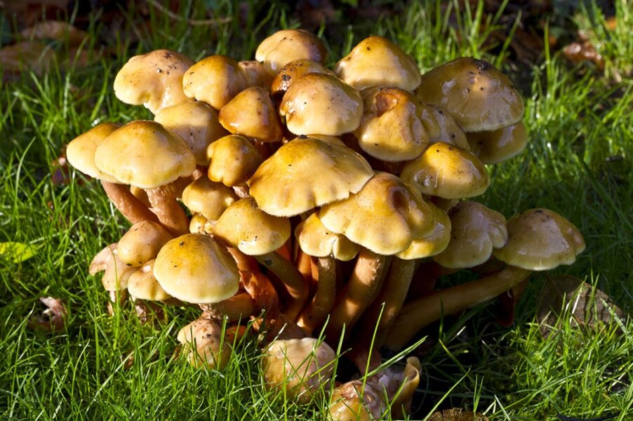 The Honey Fungus