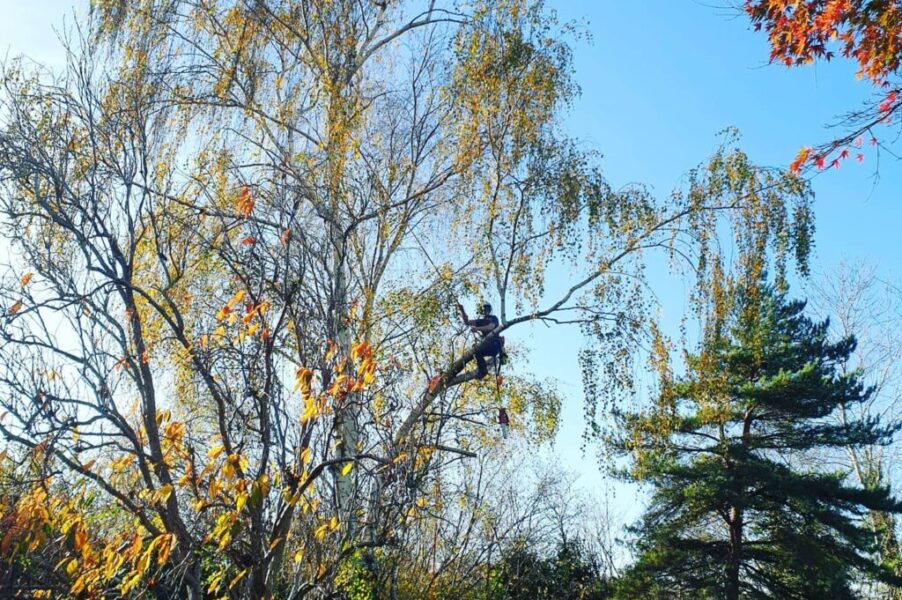 Tree Surgery – It’s Not Just About Cutting Down Trees