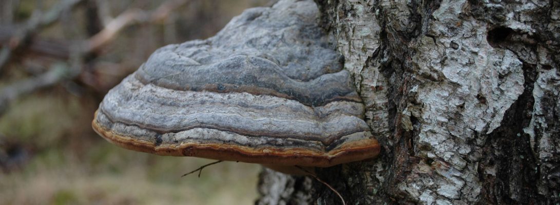 Hoof fungus