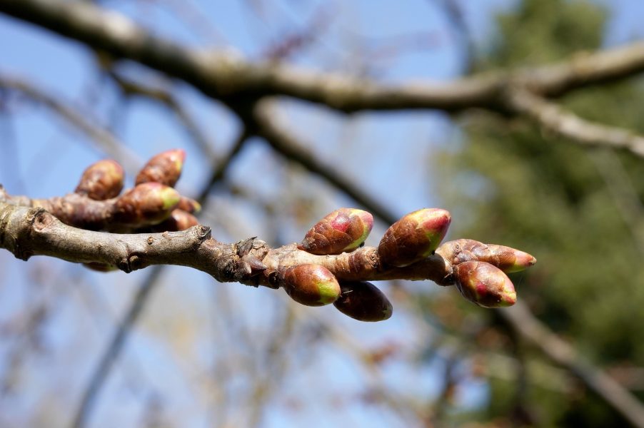 Early Spring Tree Care: What To Prioritise Now