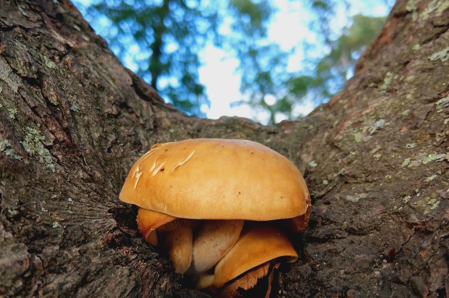 Free download: identifying common hazards in trees