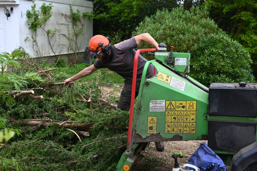 Is the Heat Killing Your Trees? 7 Warning Signs You Shouldn’t Ignore